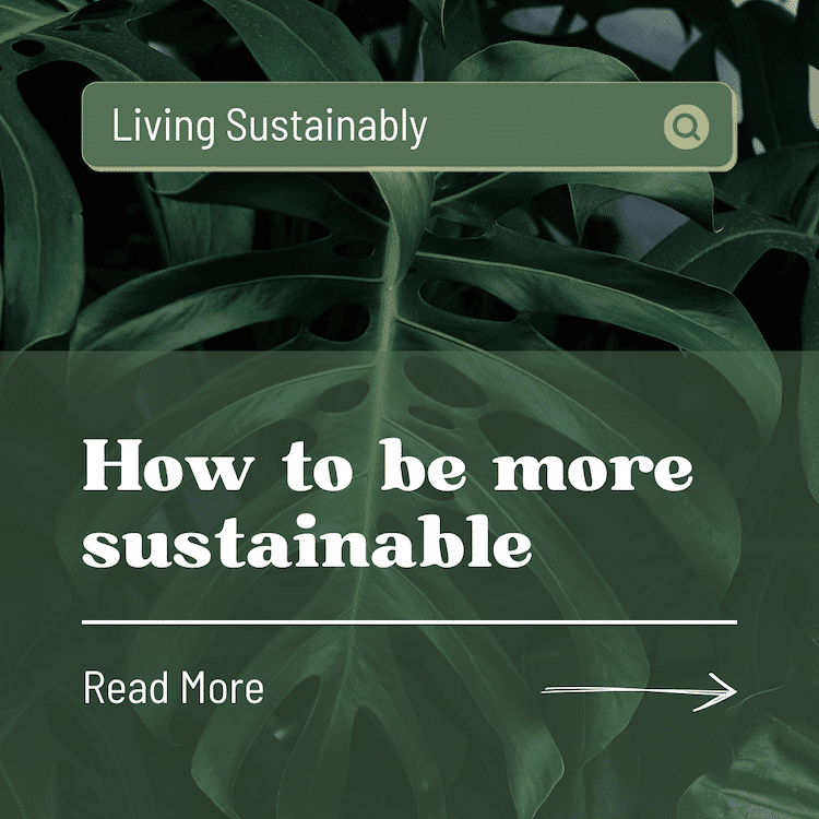 An image of a blog post highlighting an eco-friendly brand